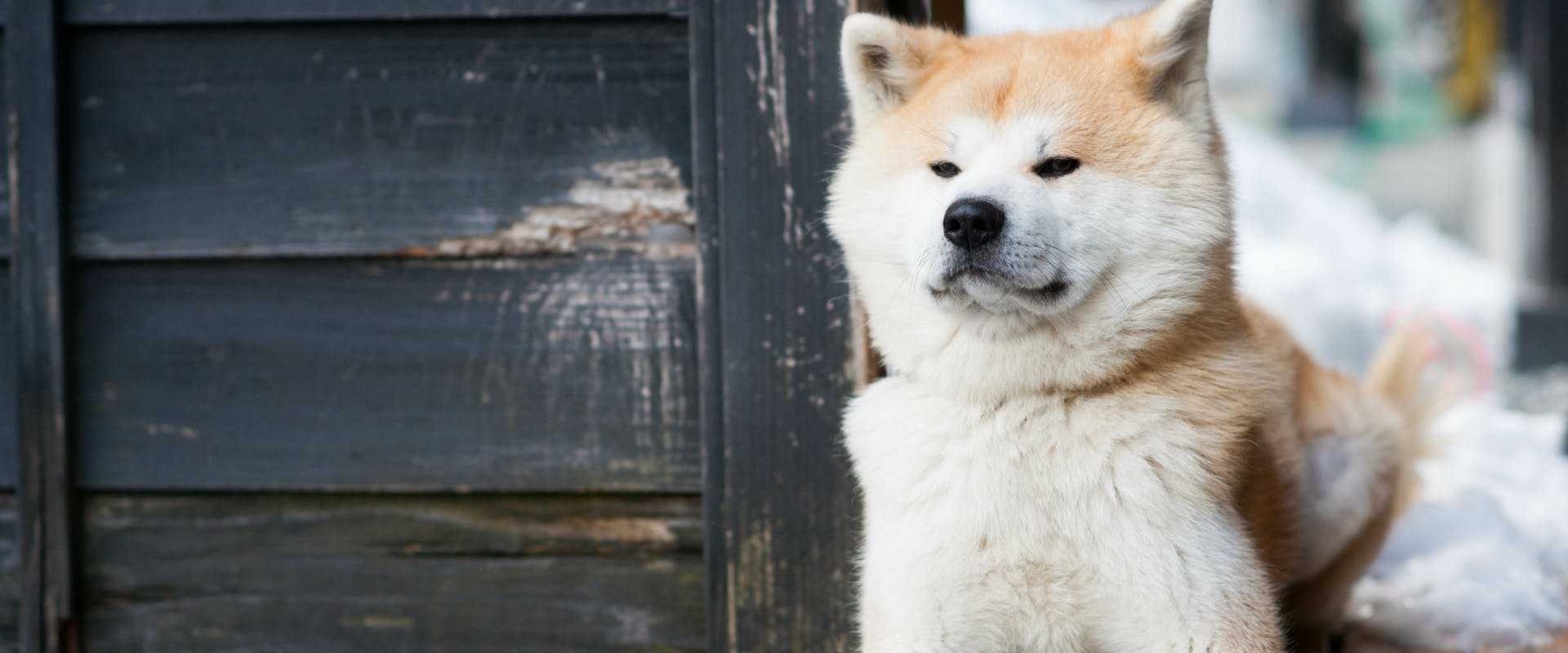 Facts about akita 2024 dogs
